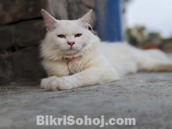 Pure Persian White Cat